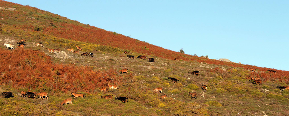 campo